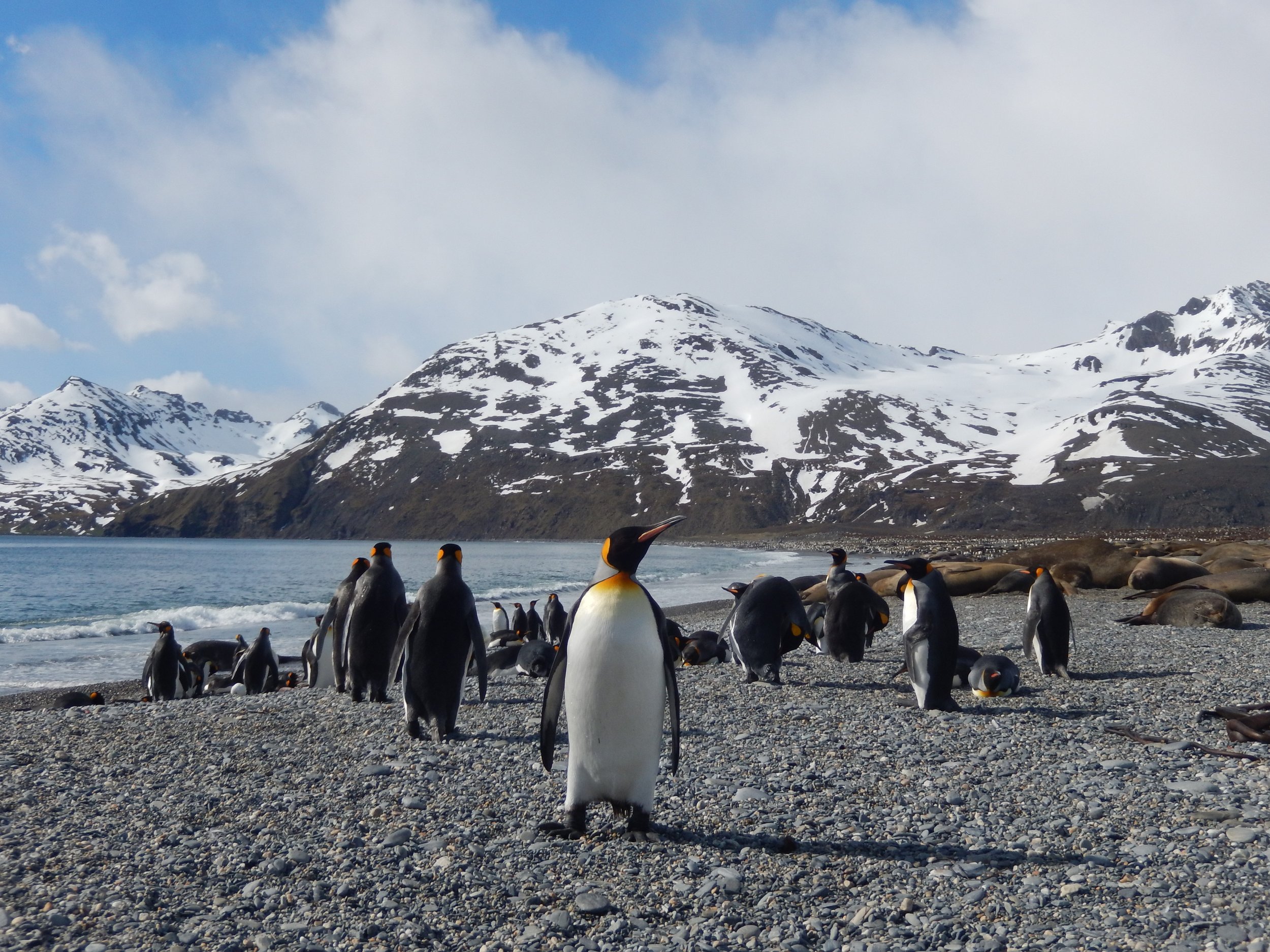 9 Penguins, South Georgia.JPG