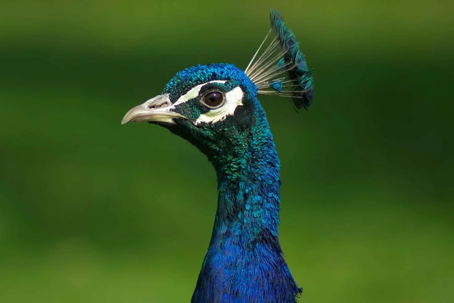 Peacock #1