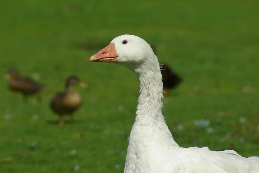 Emden Goose #5