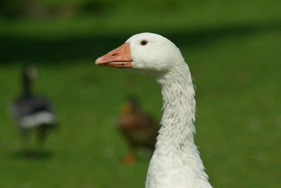 Emden Goose #4