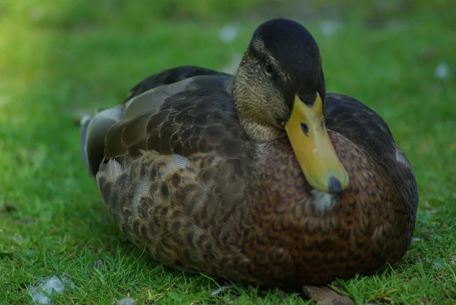 Female Mallard #3