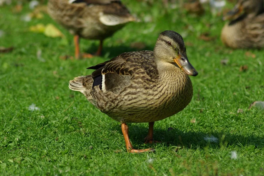 Female Mallard #2