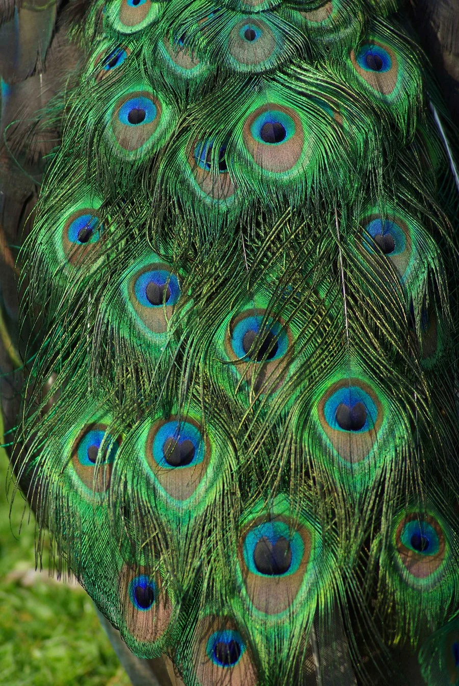 Peacock Plumage #1