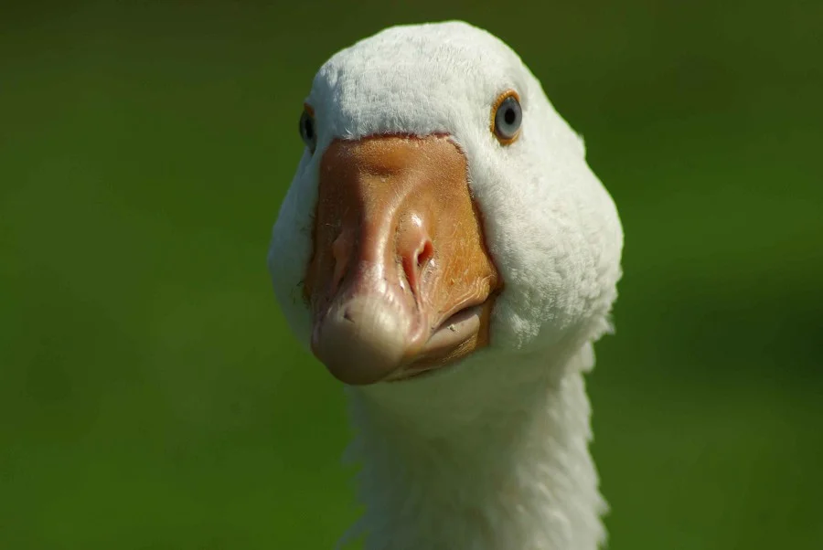Emden Goose #3