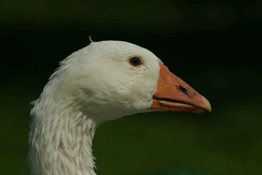 Emden Goose #2