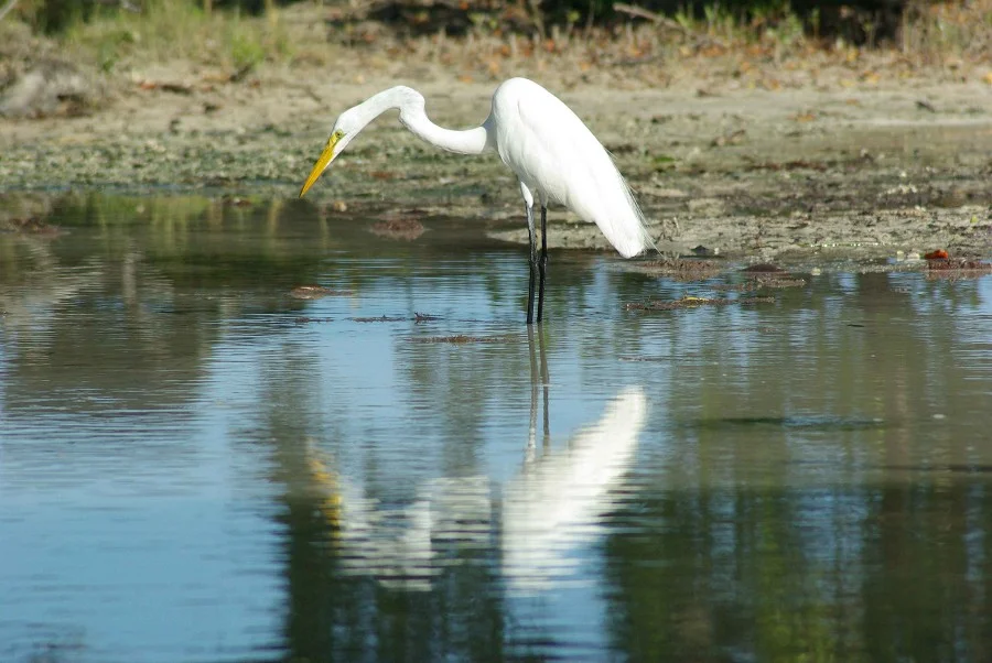Egret Reflection