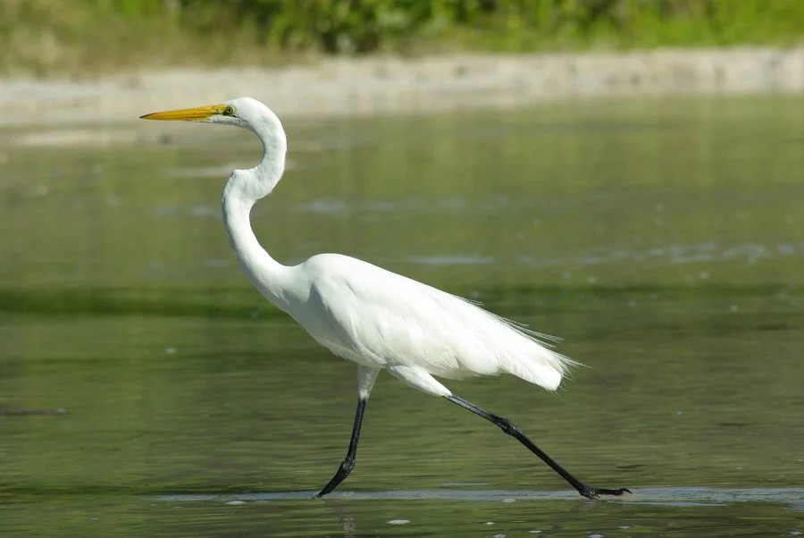 Egret #2