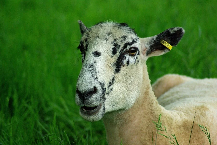Sheep