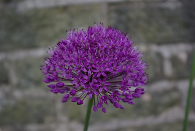 Flowering Onion, Allium aflatunense, and Bee