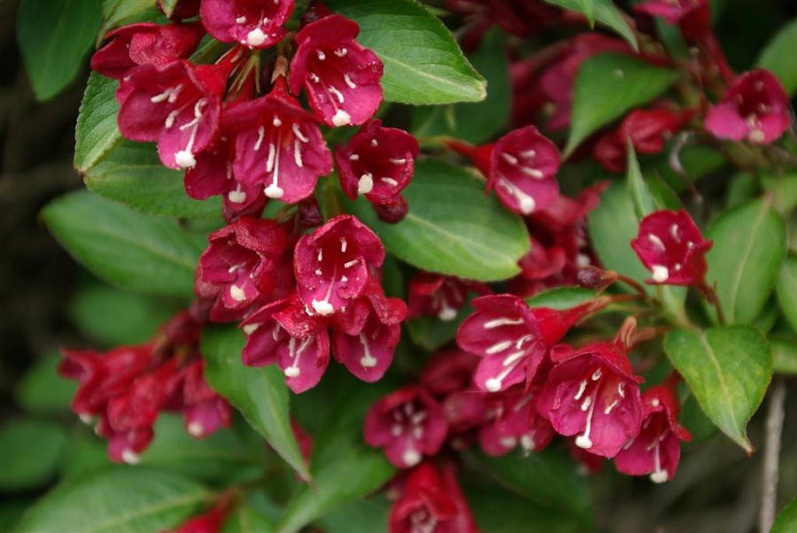 Weigela