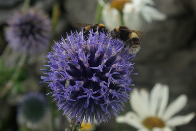 Bees on a Bloom