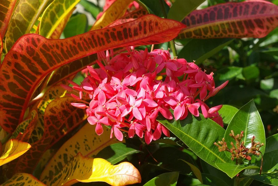 Pink Flowers