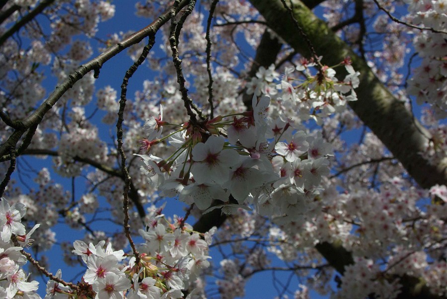 Blossom #1