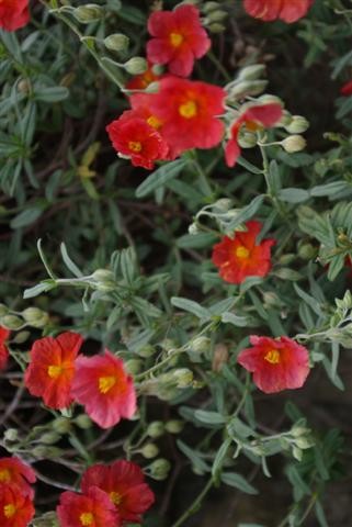 Red Flowers