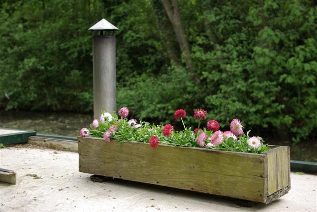 Aster in Flower Box on Barge