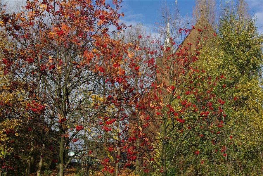 Tree With Red Leaves