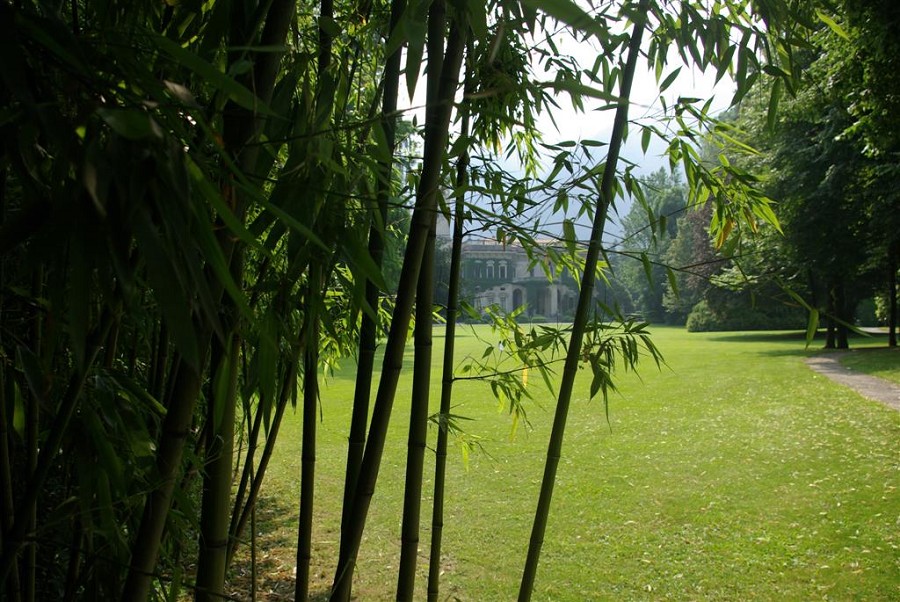 Bamboo and Villa Erbia