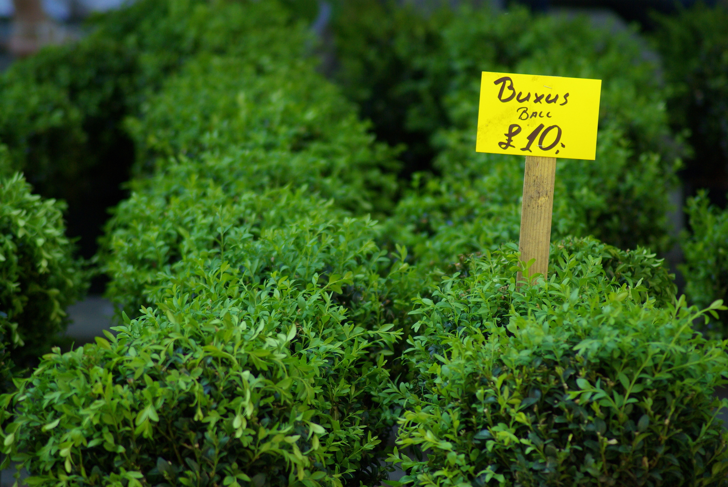 Buxus