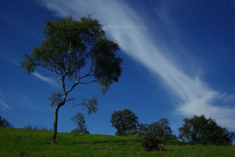 Tree and Clouds