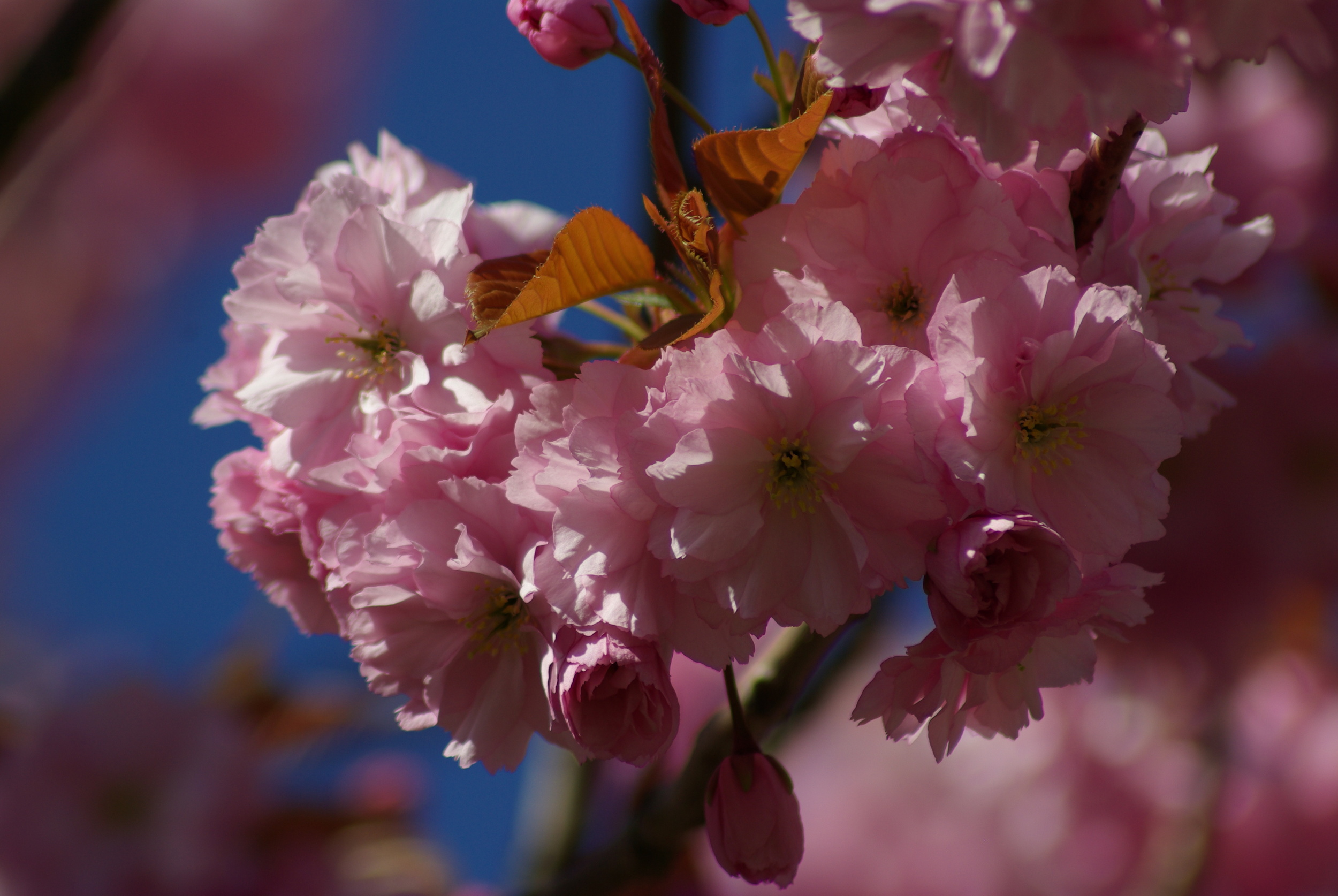 Pink Tree Blossom