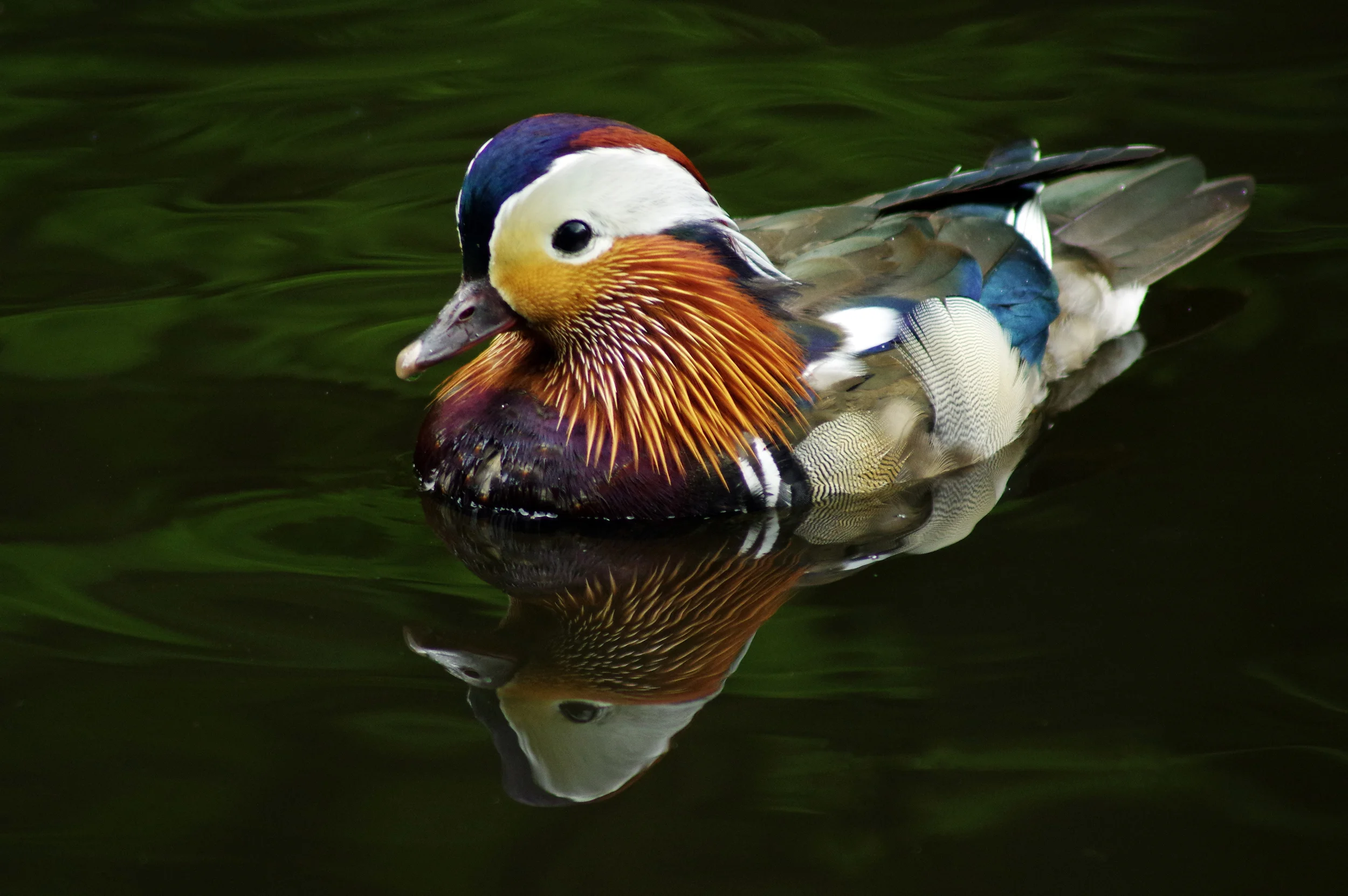 Mandarin Duck and Reflection #1