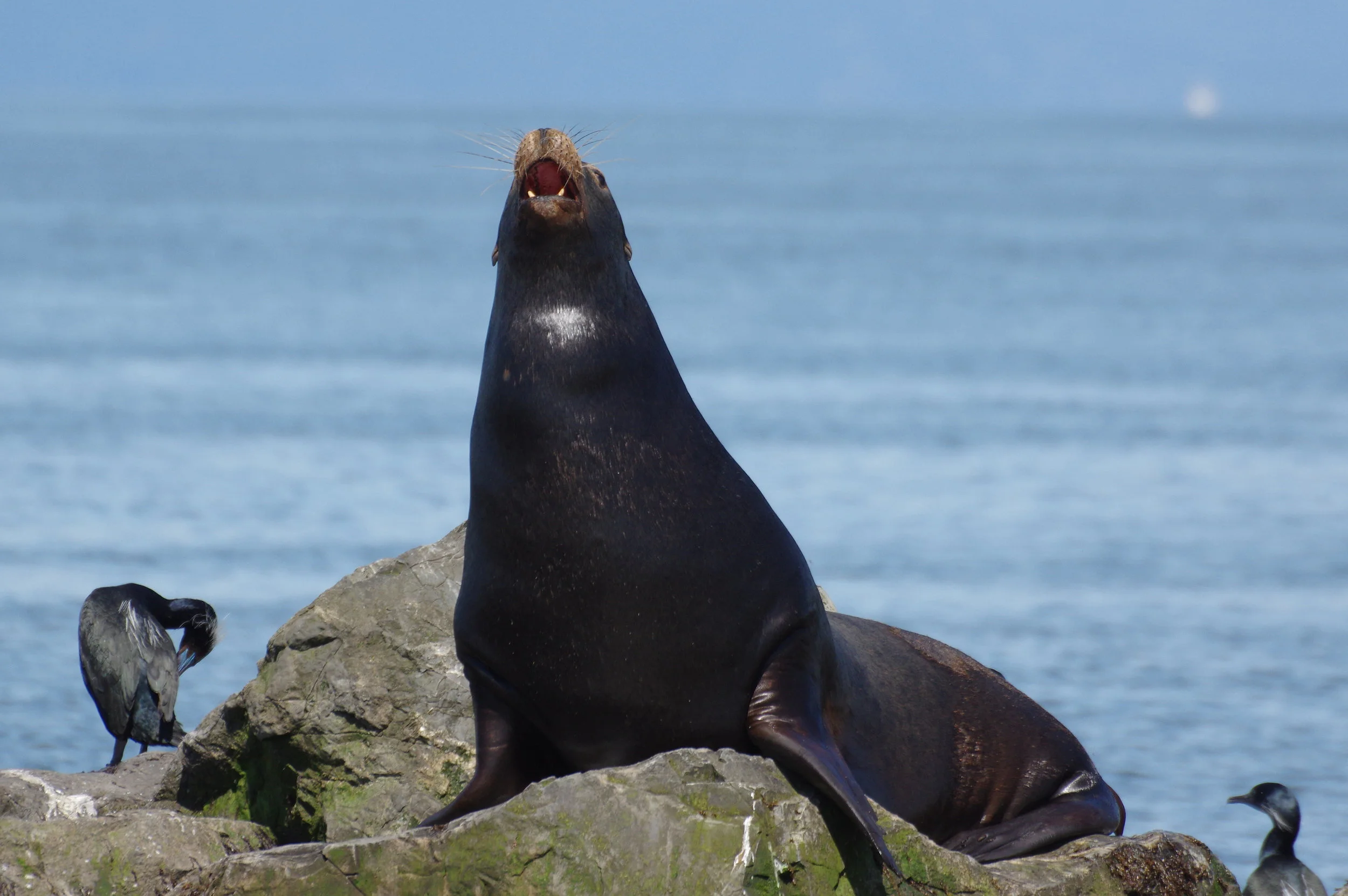 Sea Lion #1