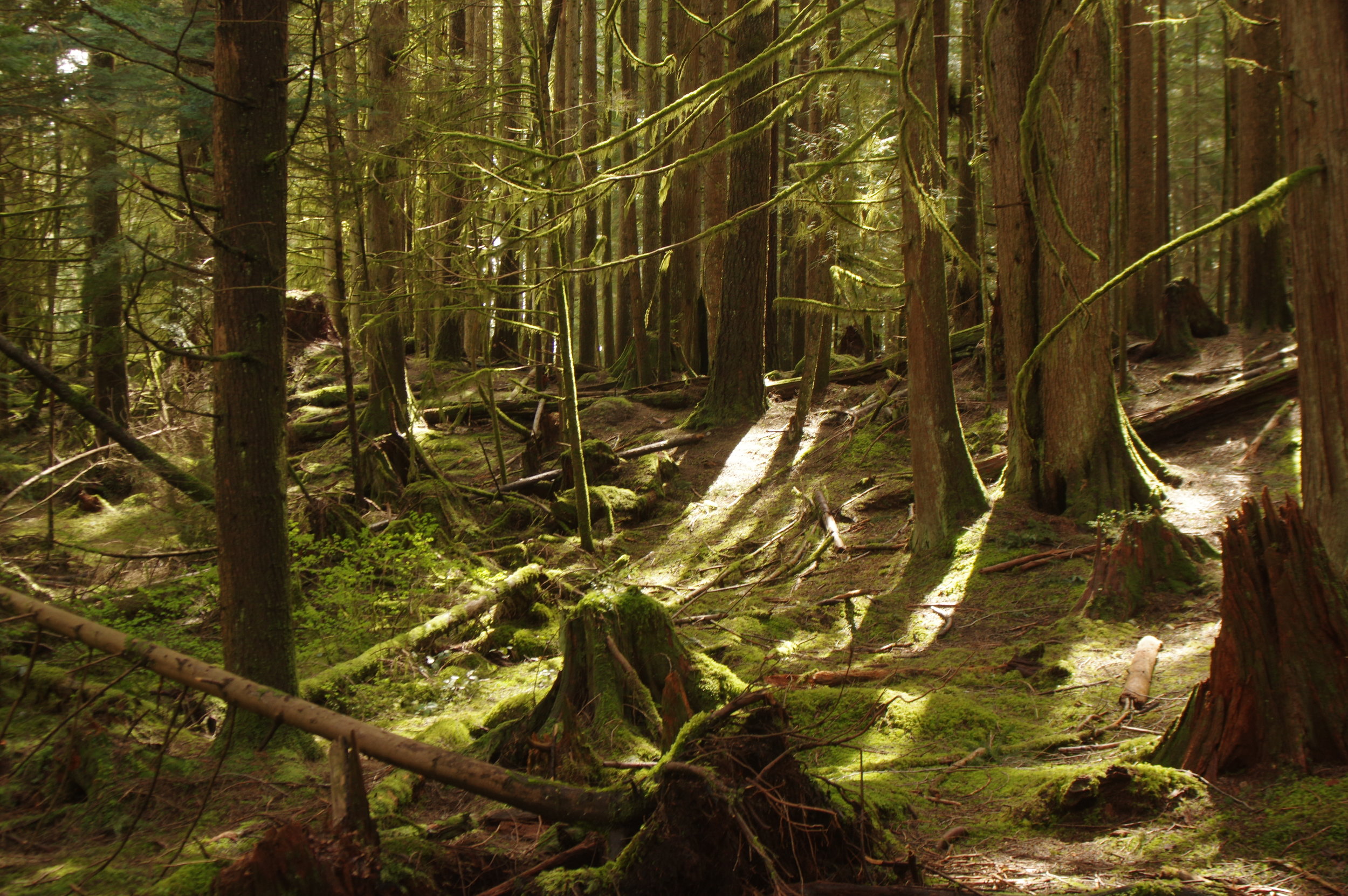 Lynn Canyon Park, Vancouver