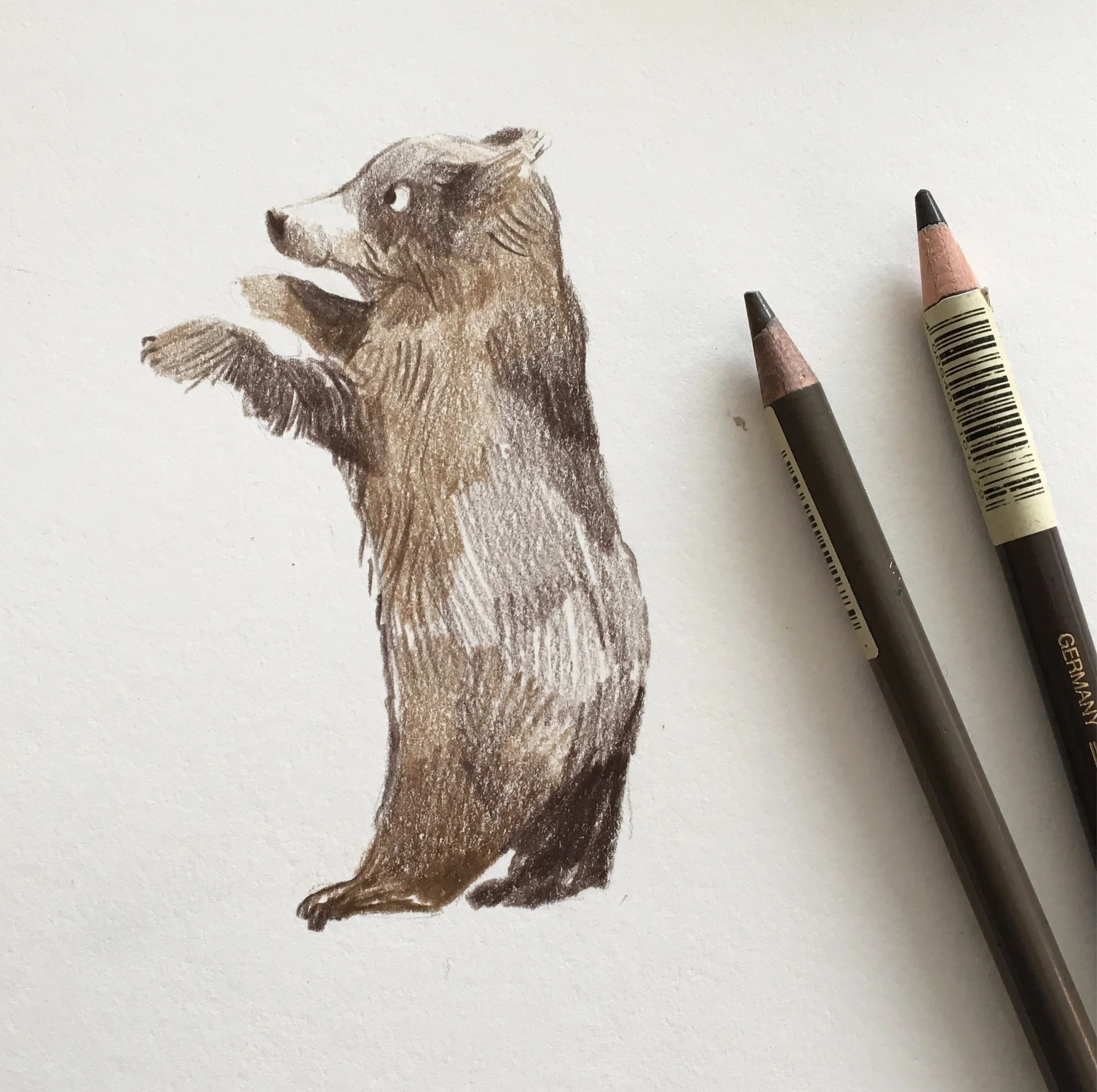 Bear