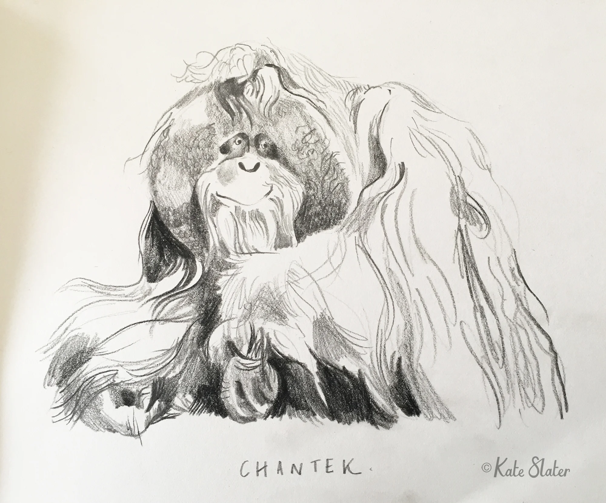 Chantek the Orangutan