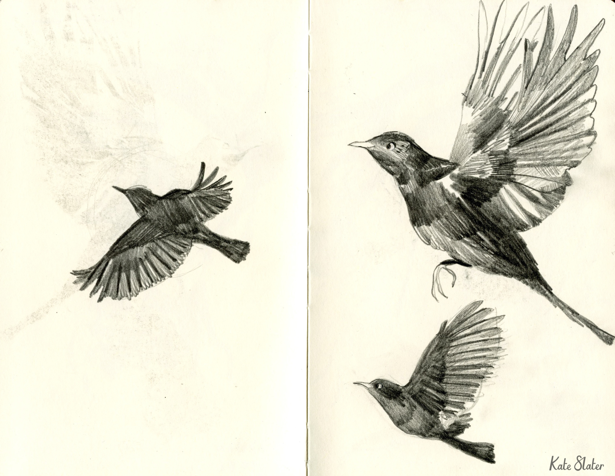 Sketchbook birds.jpeg
