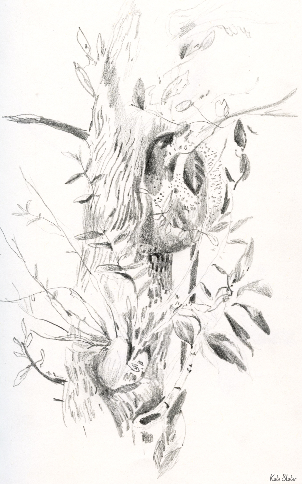 Sketchbook SL1.jpeg