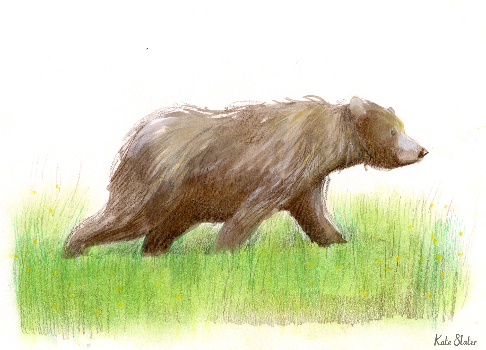 Sketchbook bears 3.jpeg