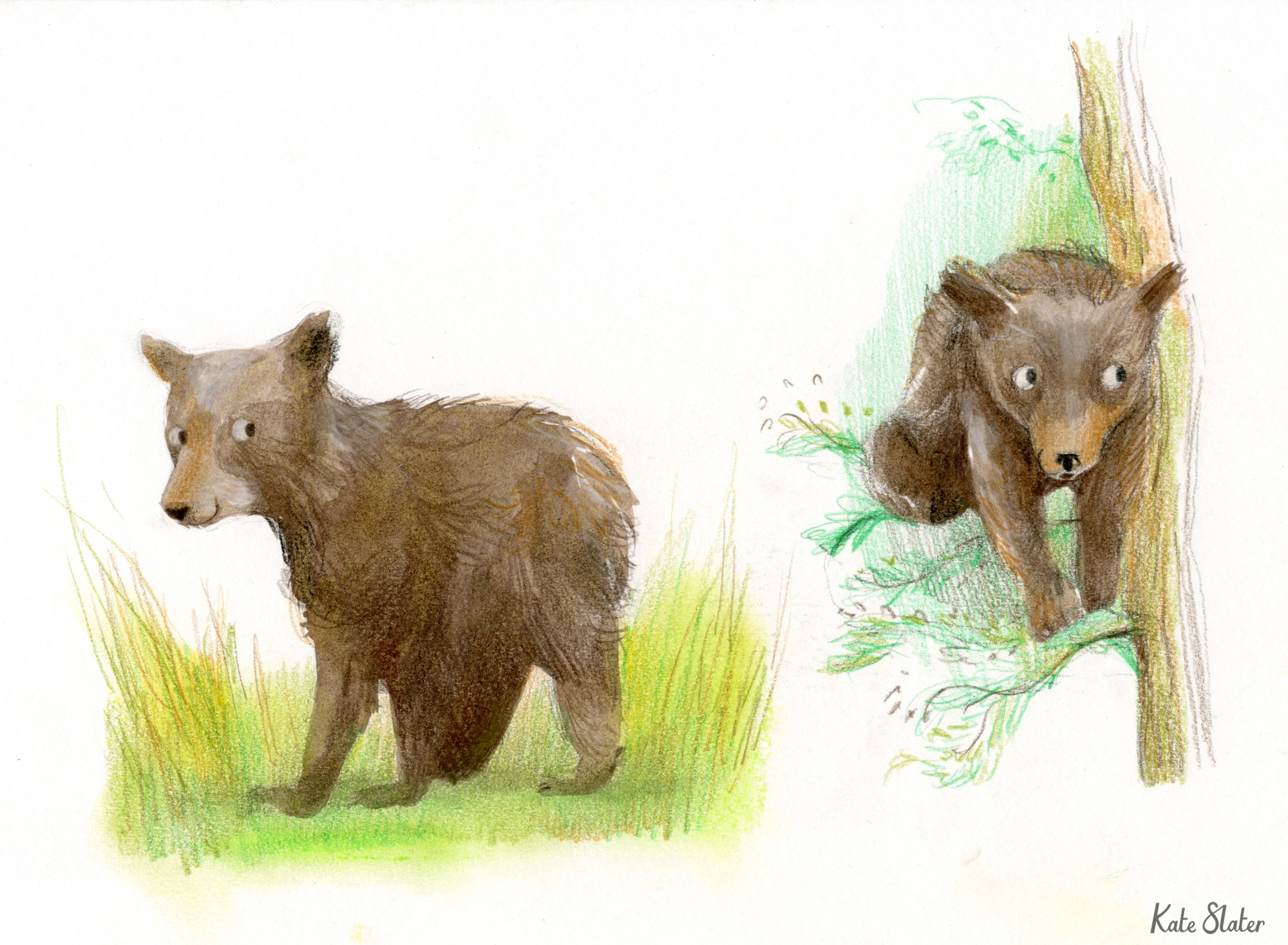 Sketchbook bears 5.jpeg