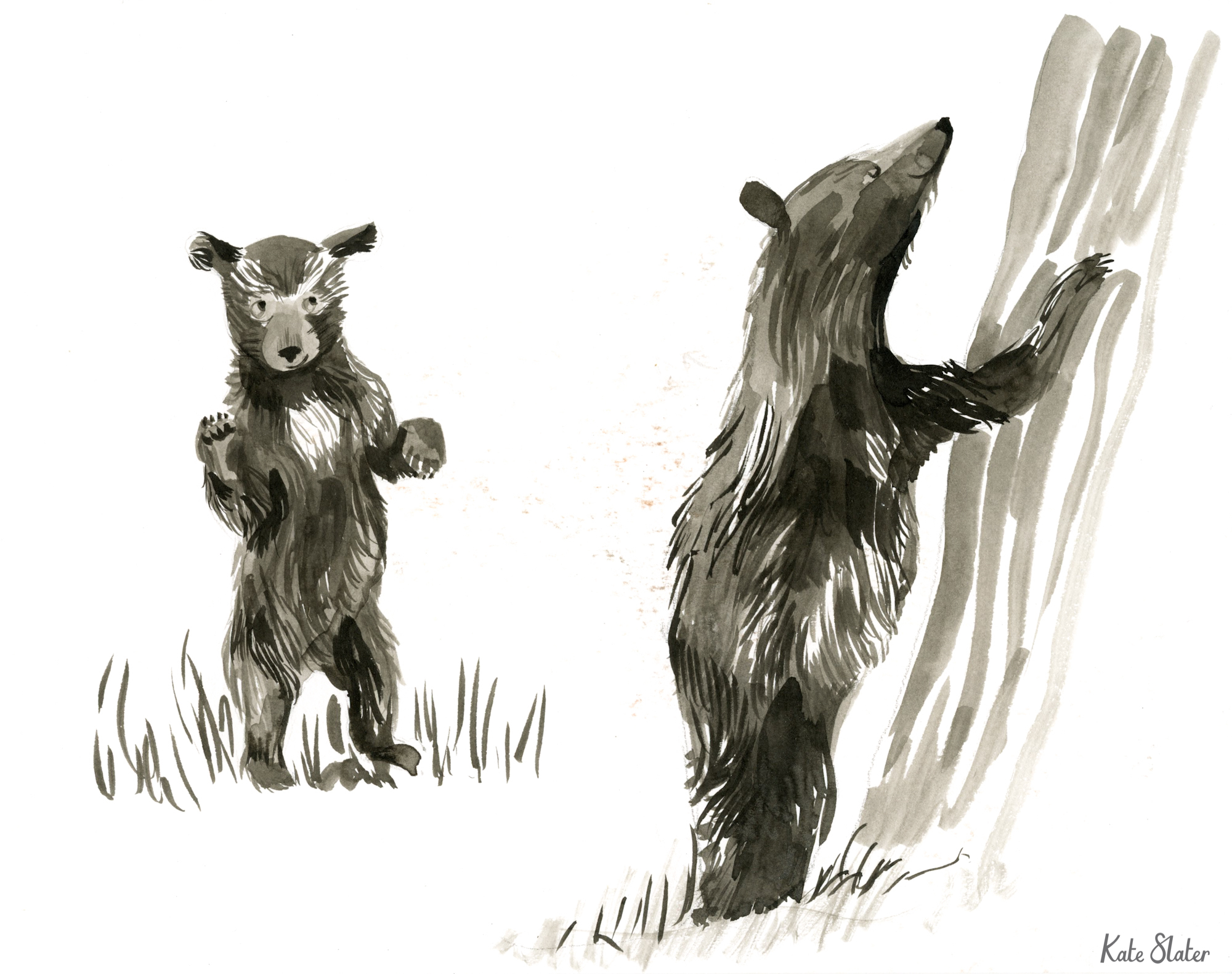 Sketchbook bears 6.jpeg