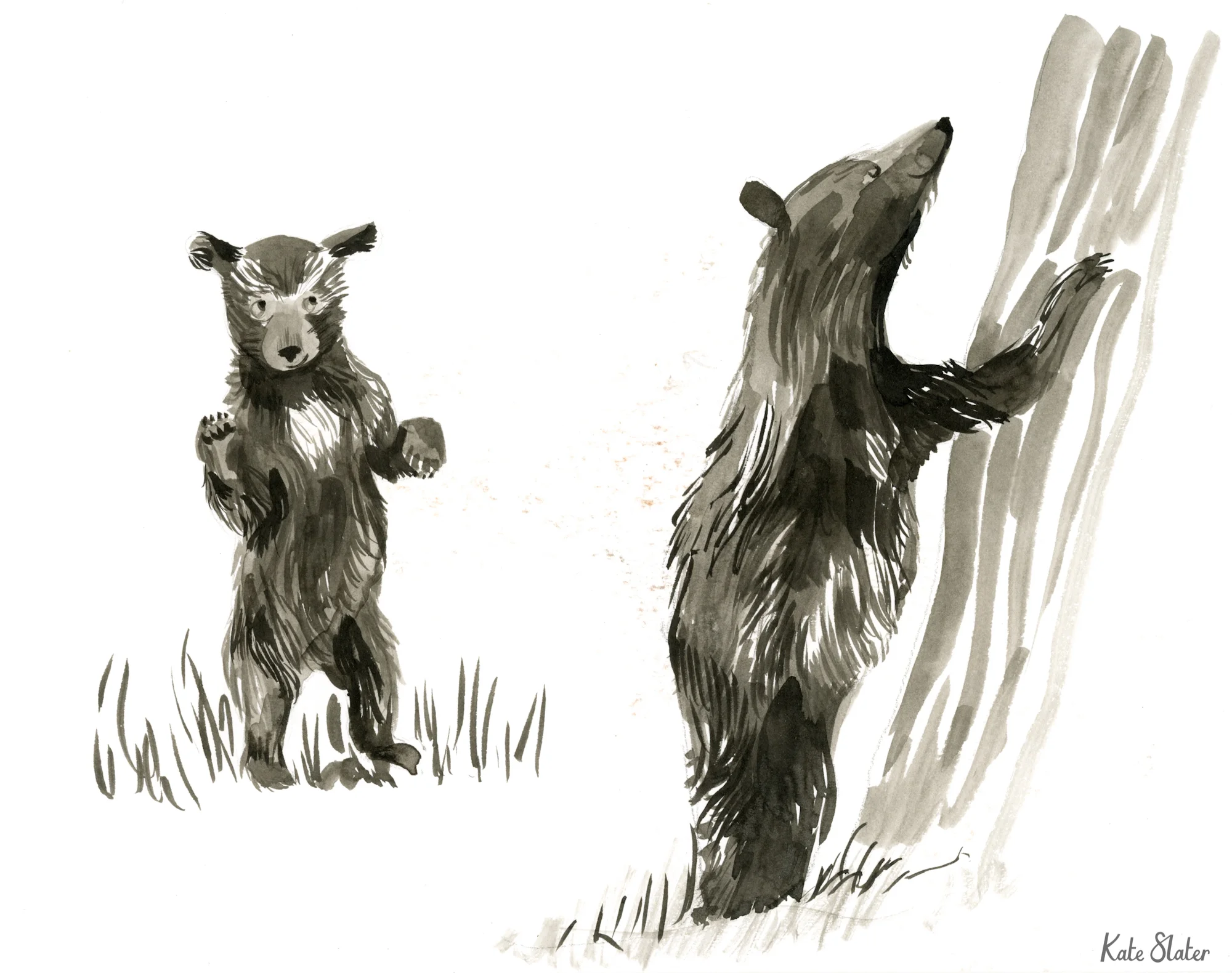 Sketchbook bears 6.jpeg