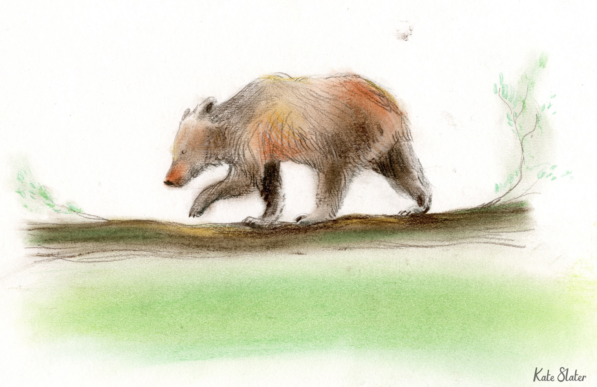 Sketchbook bears 10.jpeg