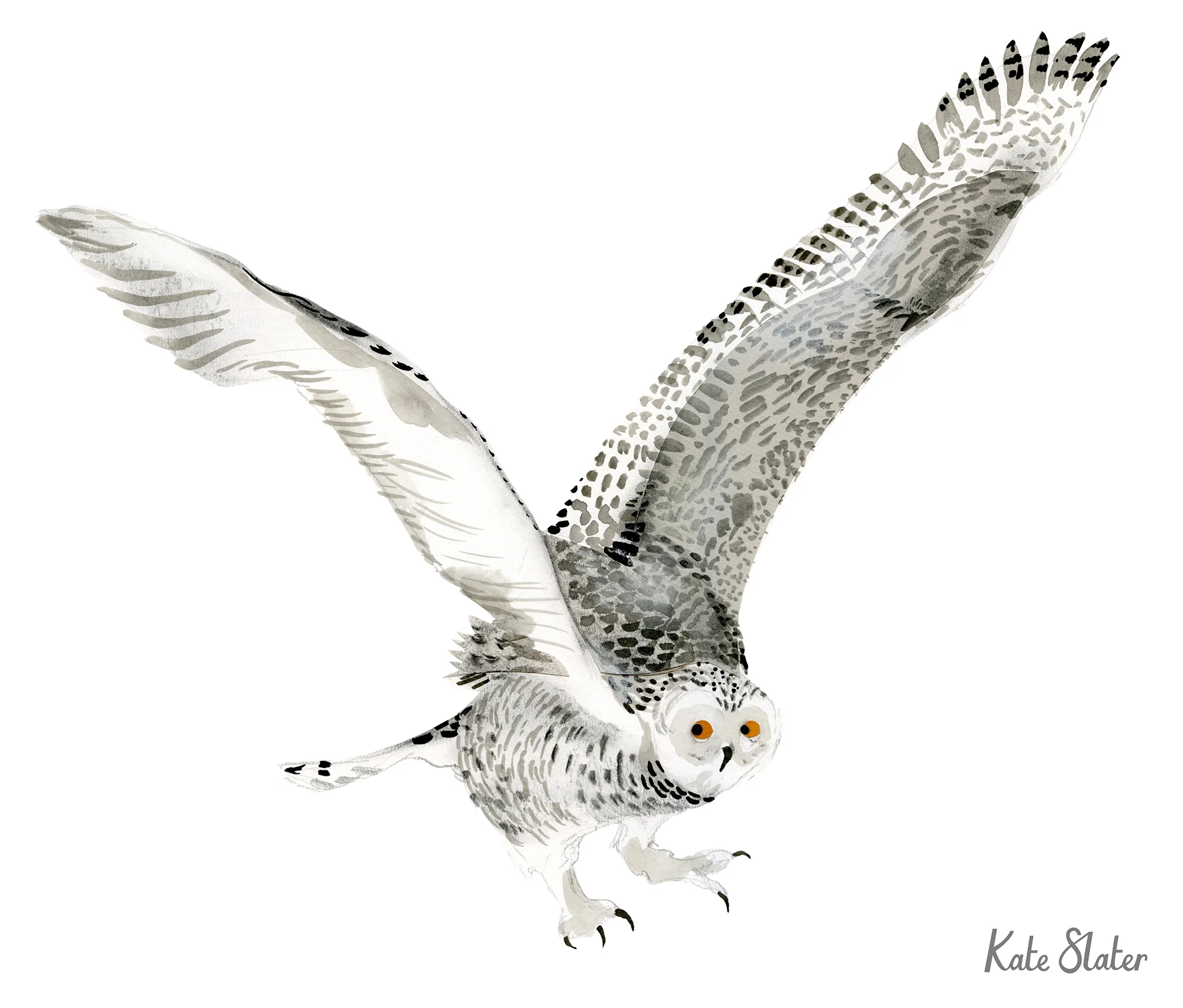 Snowy Owl