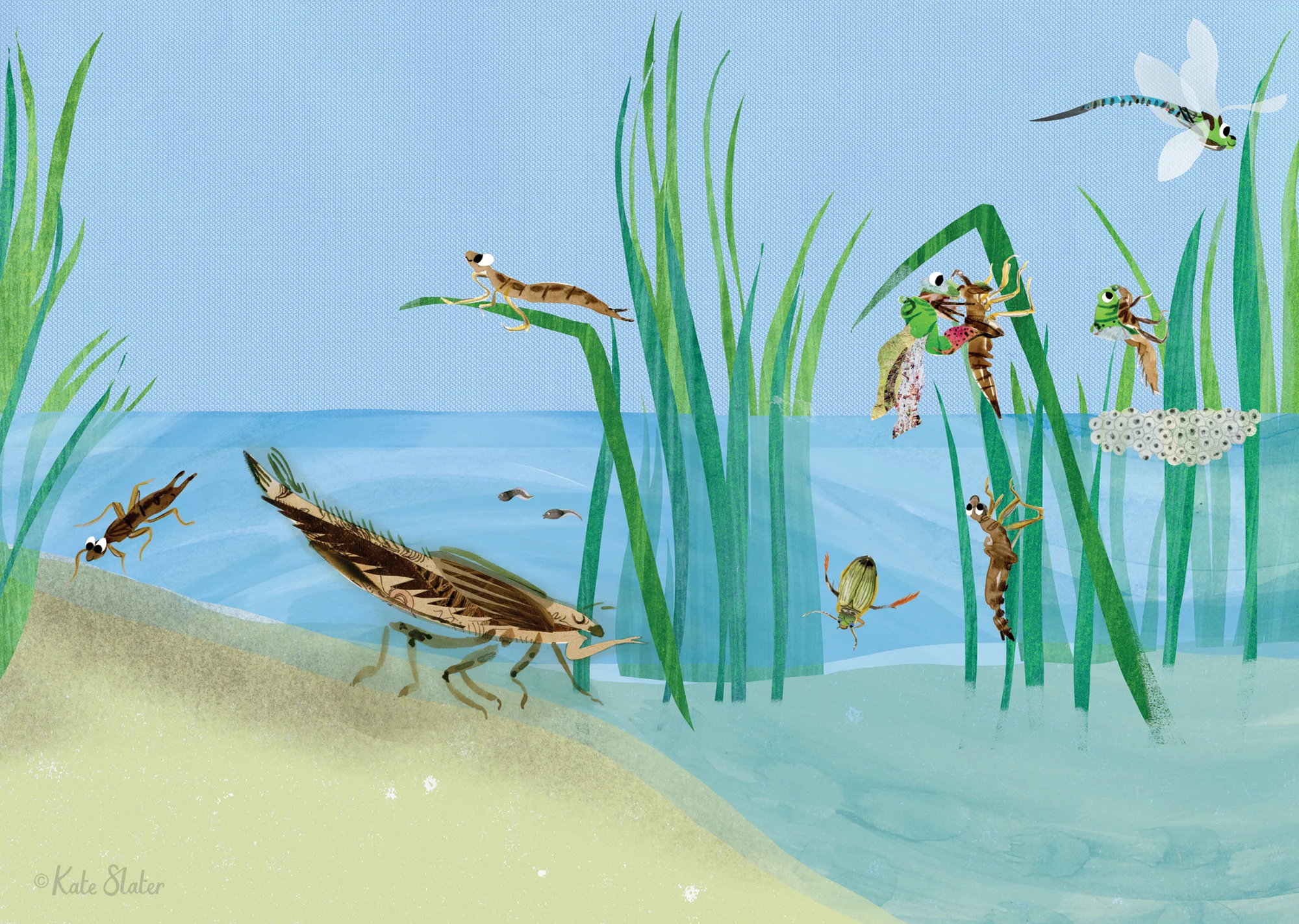 RSPB Wild Times Magazine - Water Dragon