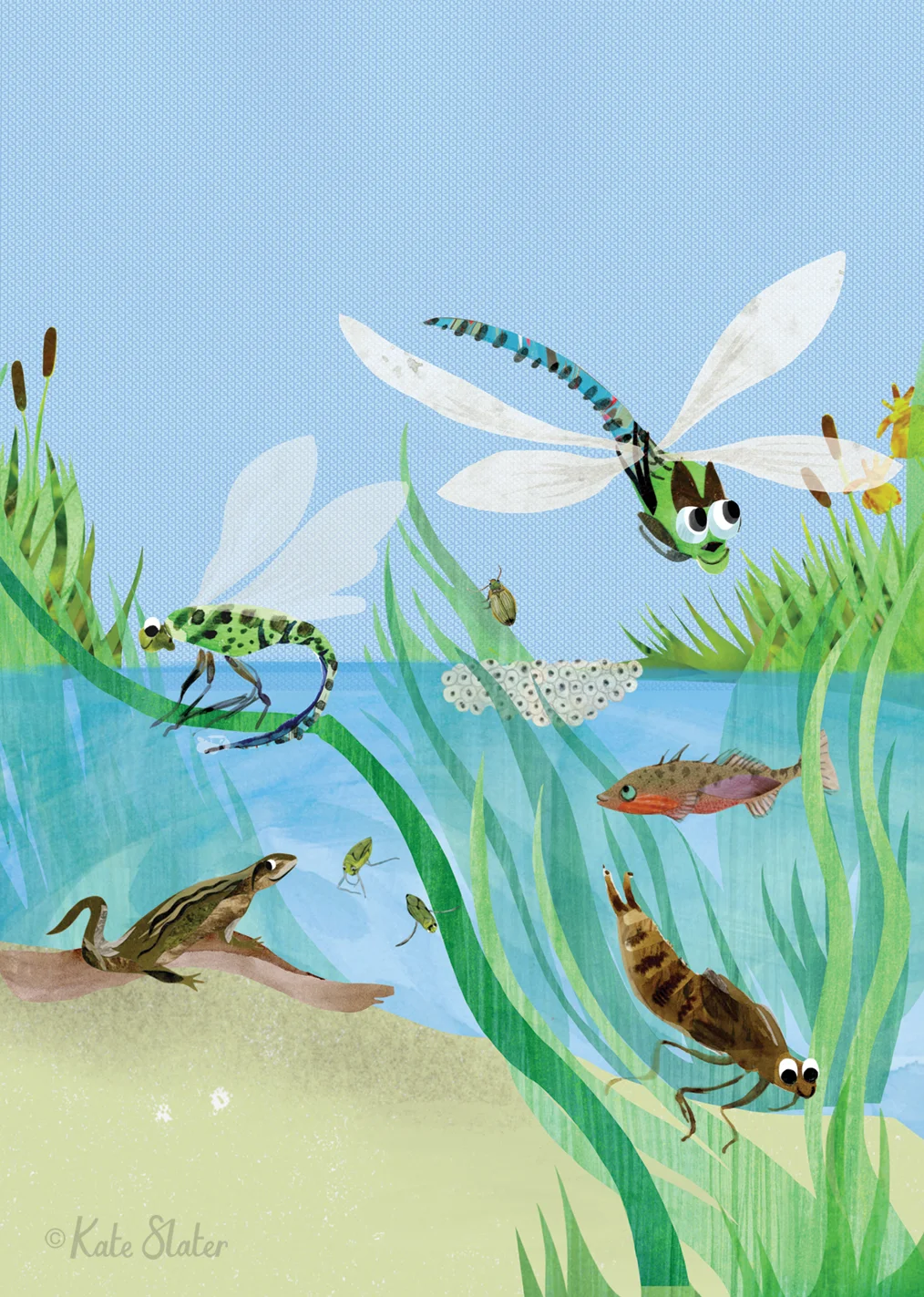 RSPB Wild Times Magazine - Water Dragon