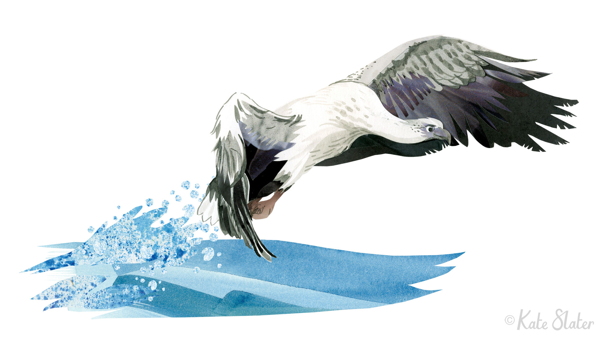 Fishing Eagle - Make Your Own Birds of Prey (Arcturus Books, June 2020)