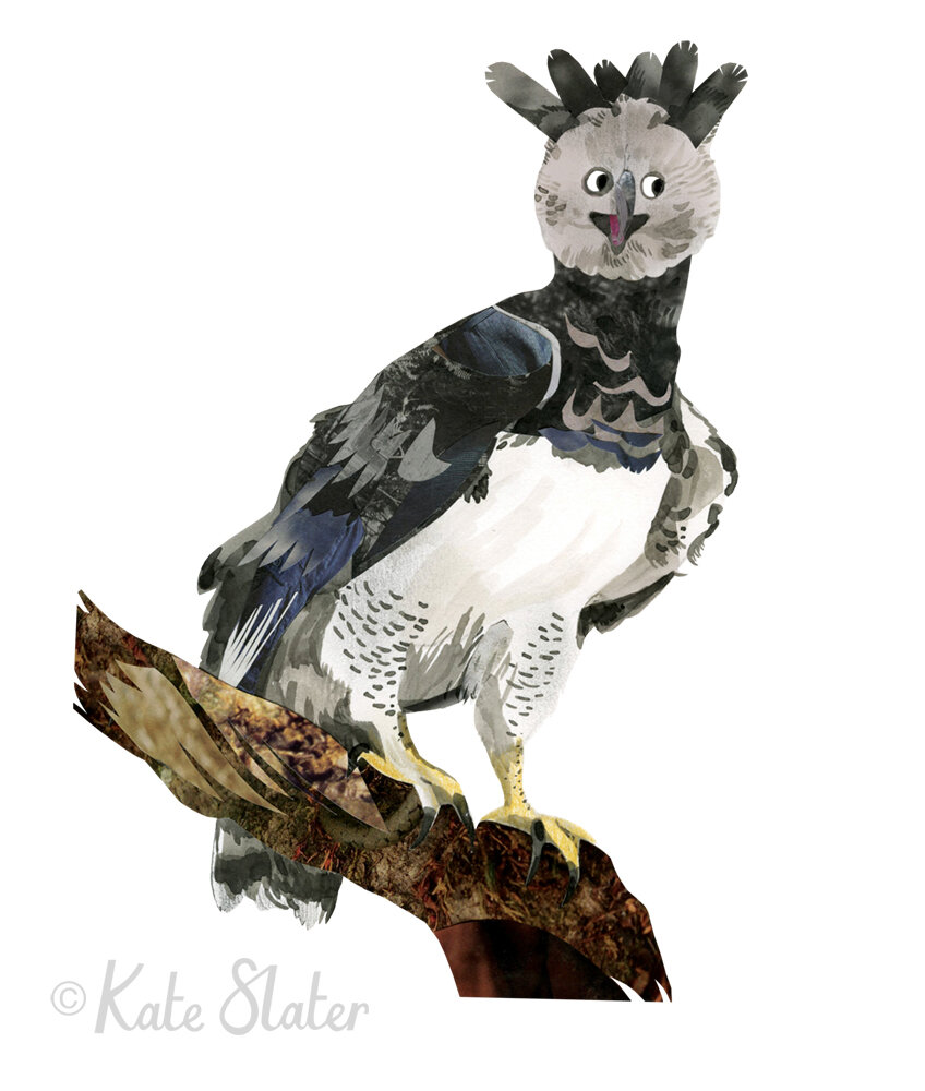 Harpy Eagle - Make Your Own Birds of Prey (Arcturus Books, June 2020)