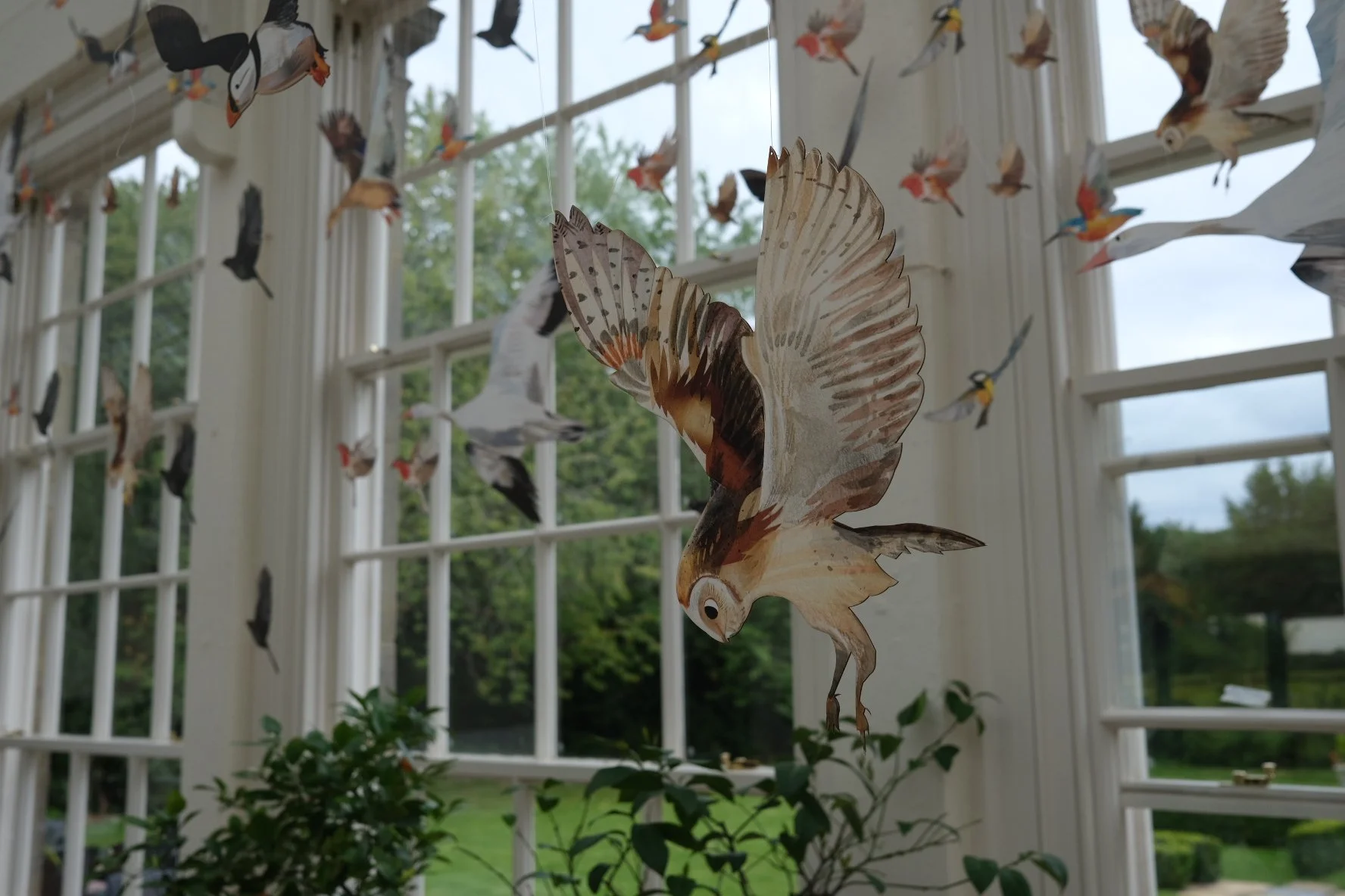 Flock - barn owl.JPG