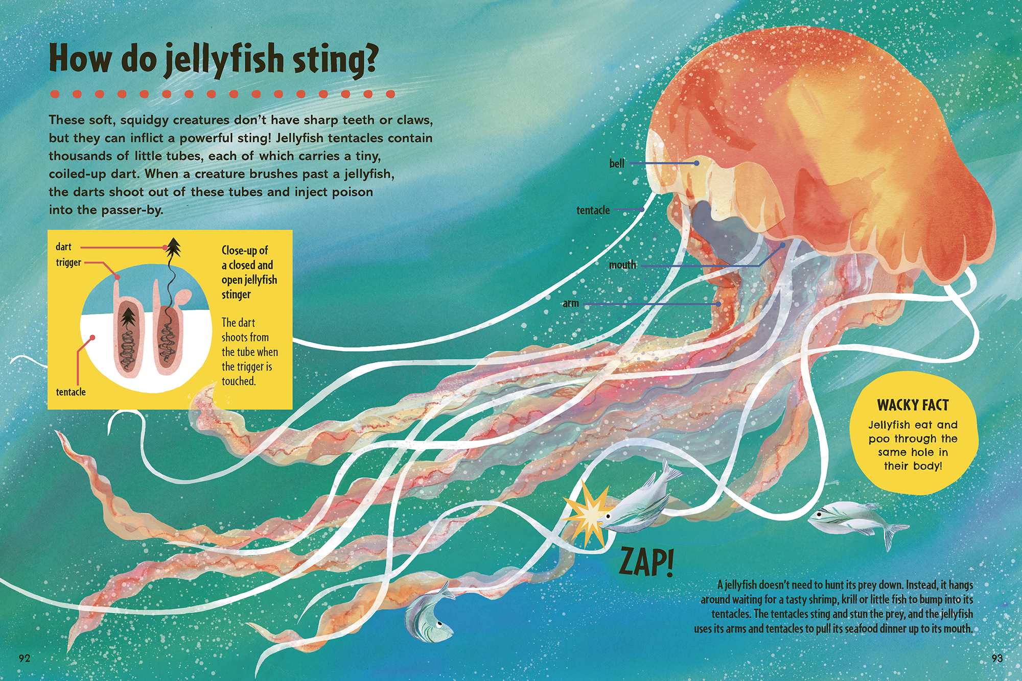 Book_of_How_Jellyfish_Kate_Slater.png
