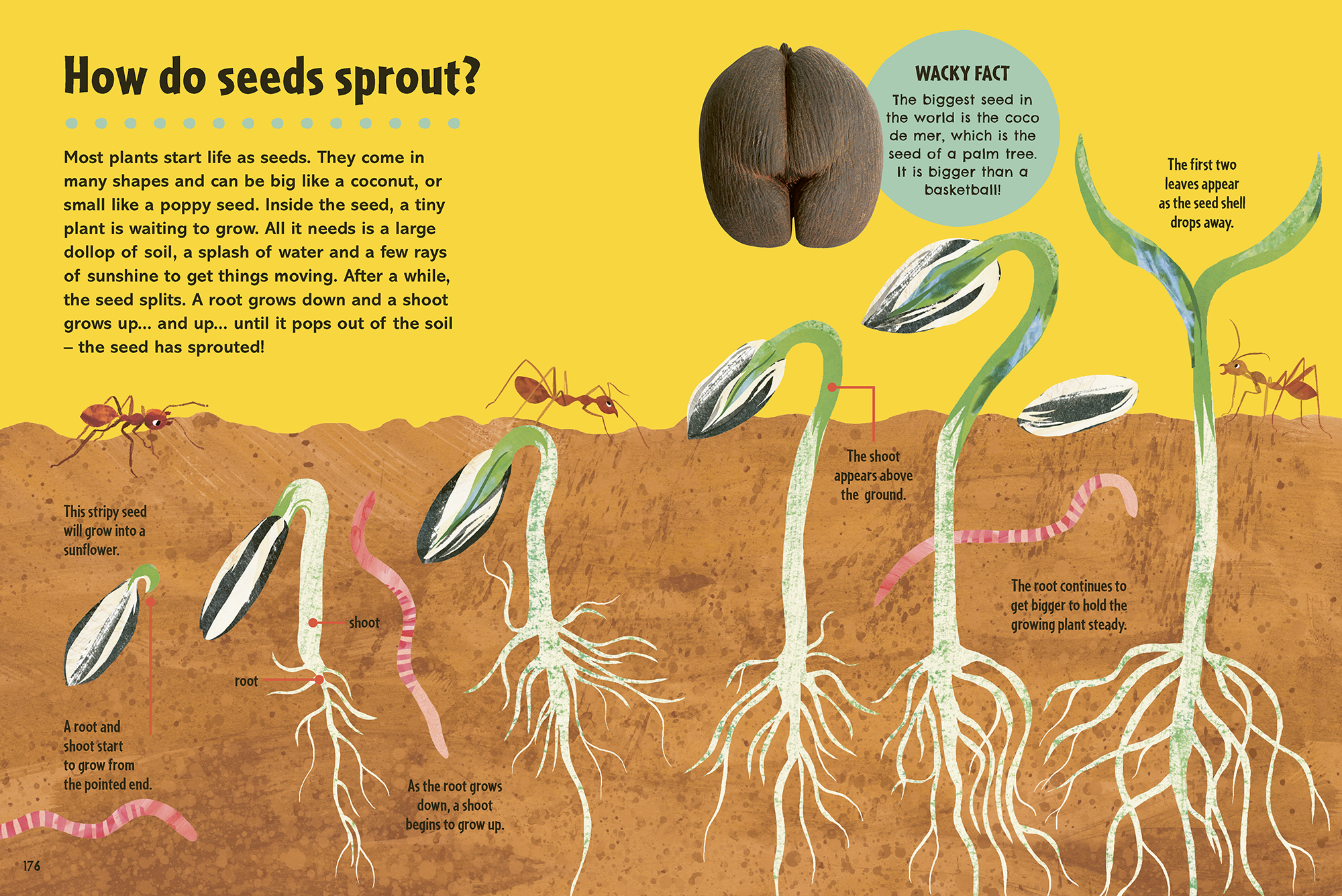 Book_of_How_Seeds_Kate_Slater.png