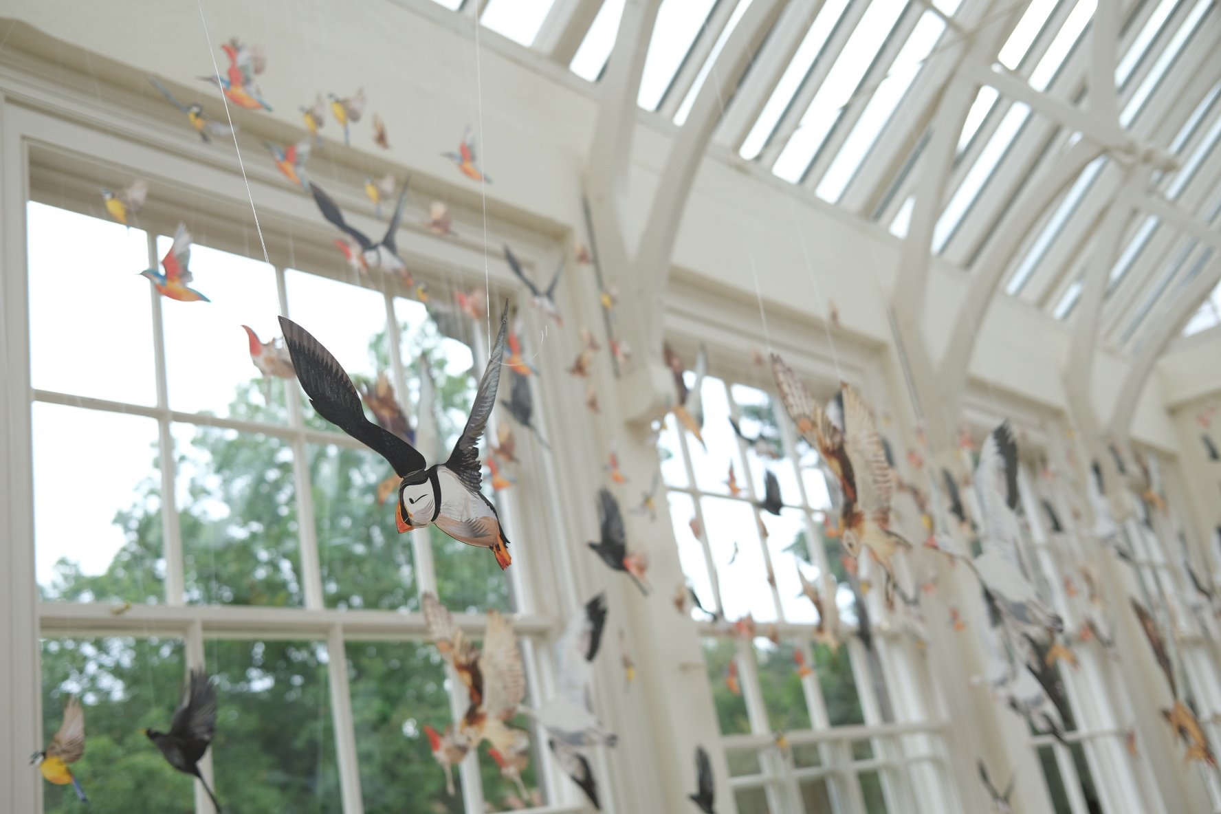 Flock - puffin 2.JPG