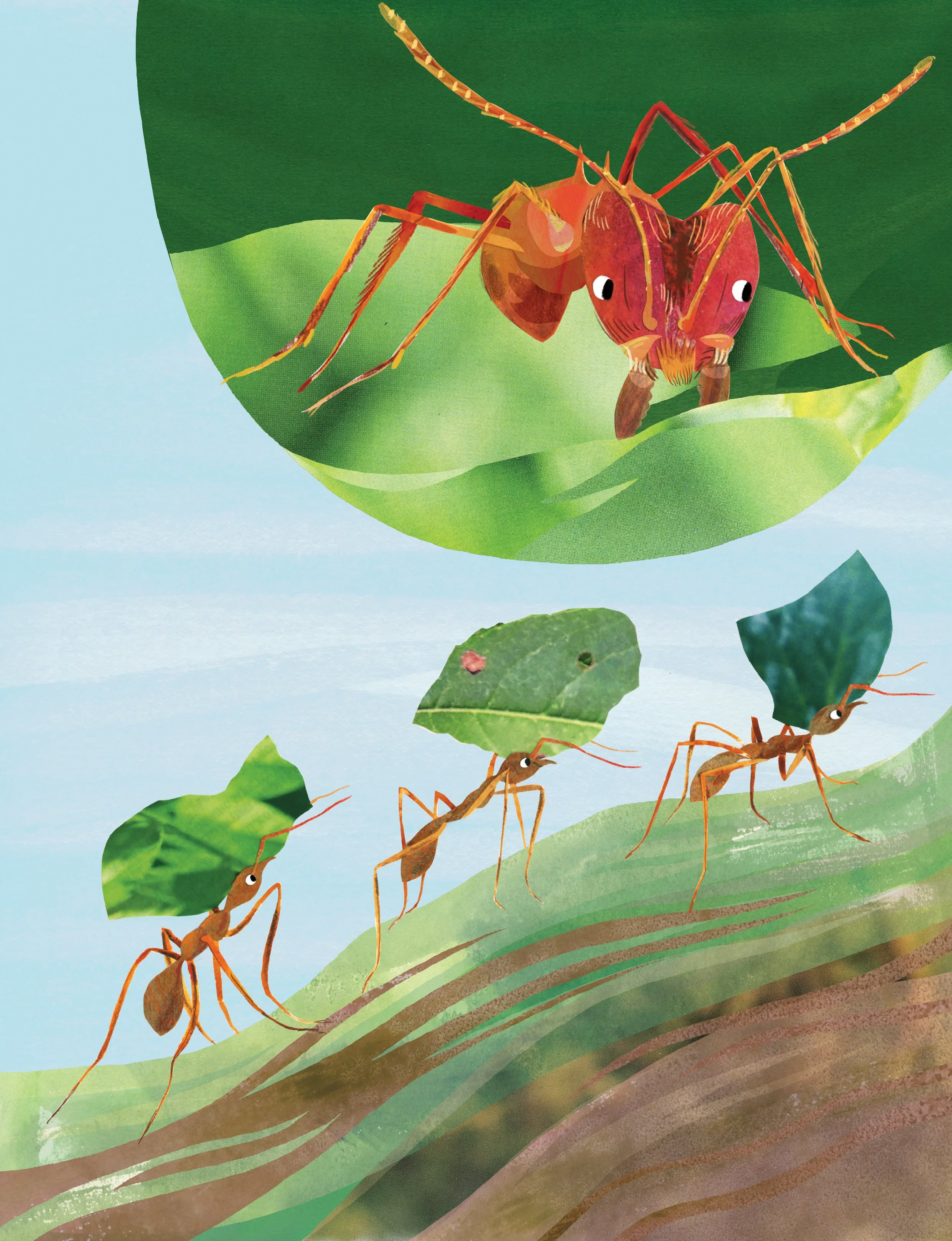 Leaf Cutter Ants Creature Feature - Ranger Rick Magazine