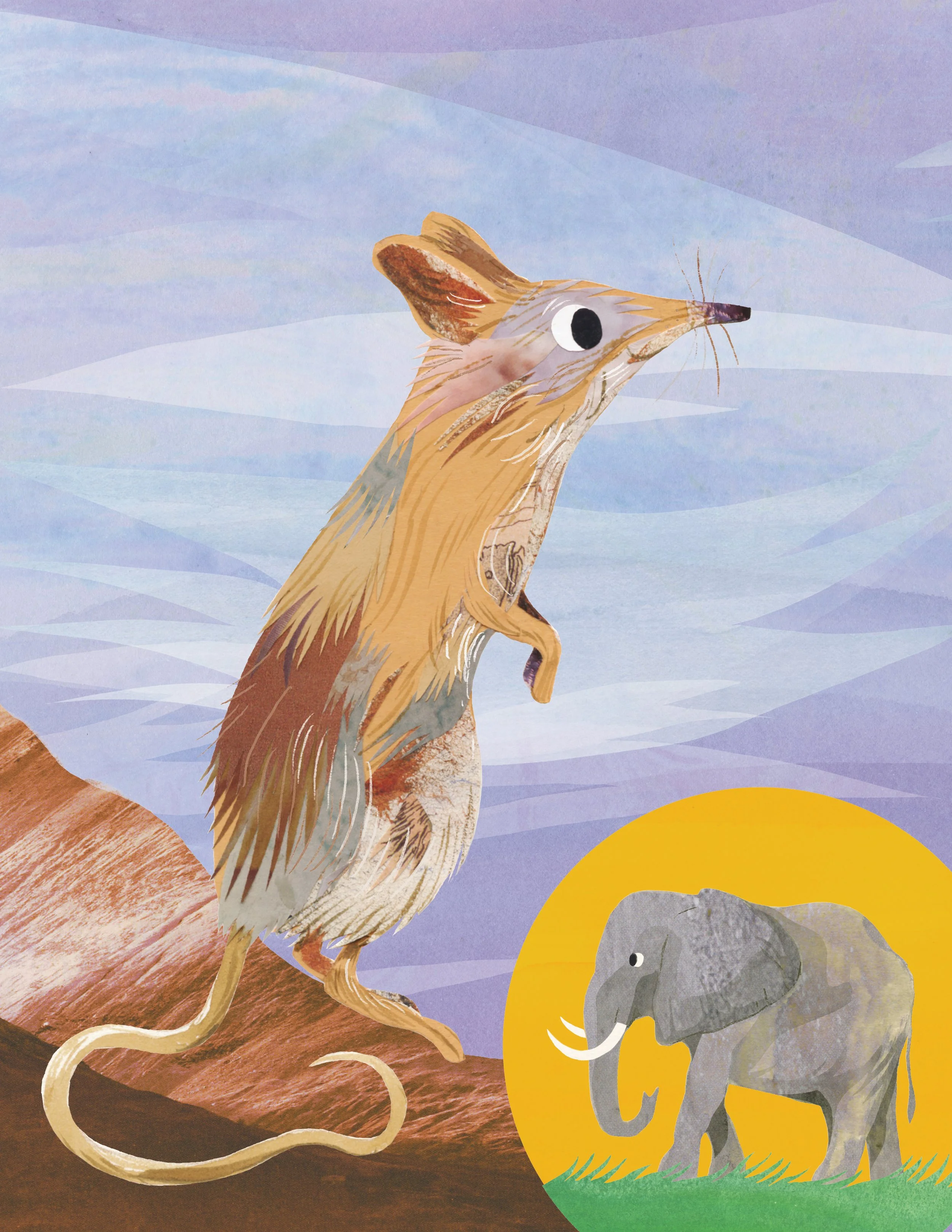 Elephant Shrew Creature Feature - Ranger Rick Magazine