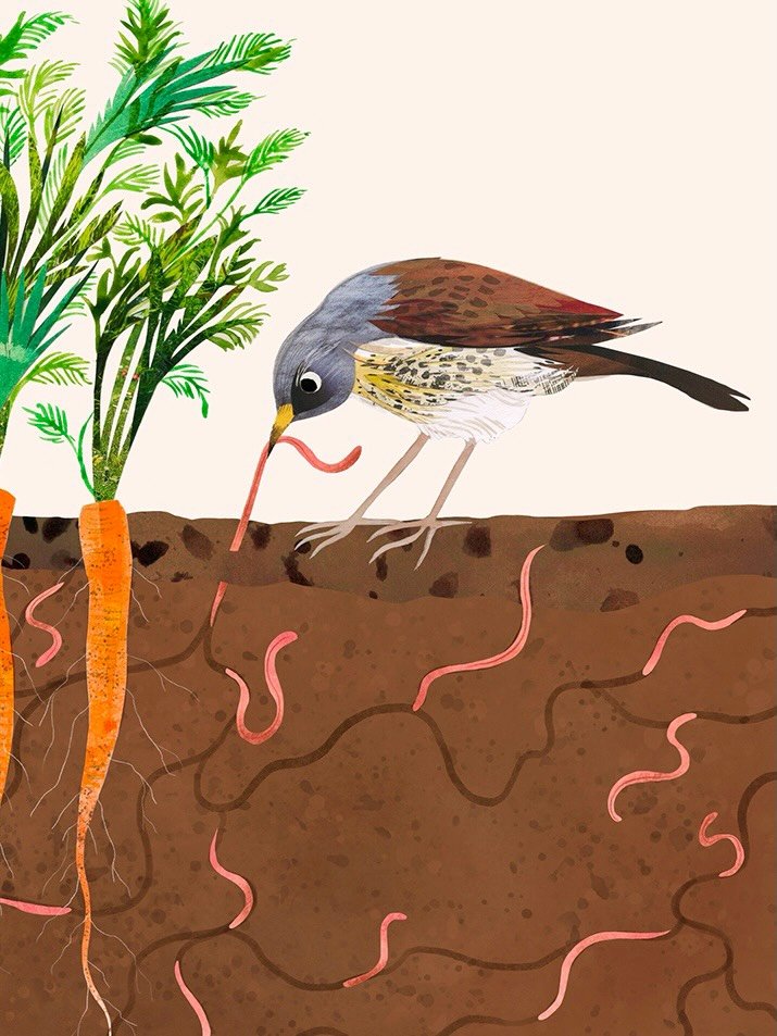 We had our quarterly group @thedesigntrust Dream Plan Do session yesterday morning, where we talked a lot about tending to your business like a garden, so this illustration from the First Big Book of Why seemed especially appropriate! Plus some photo