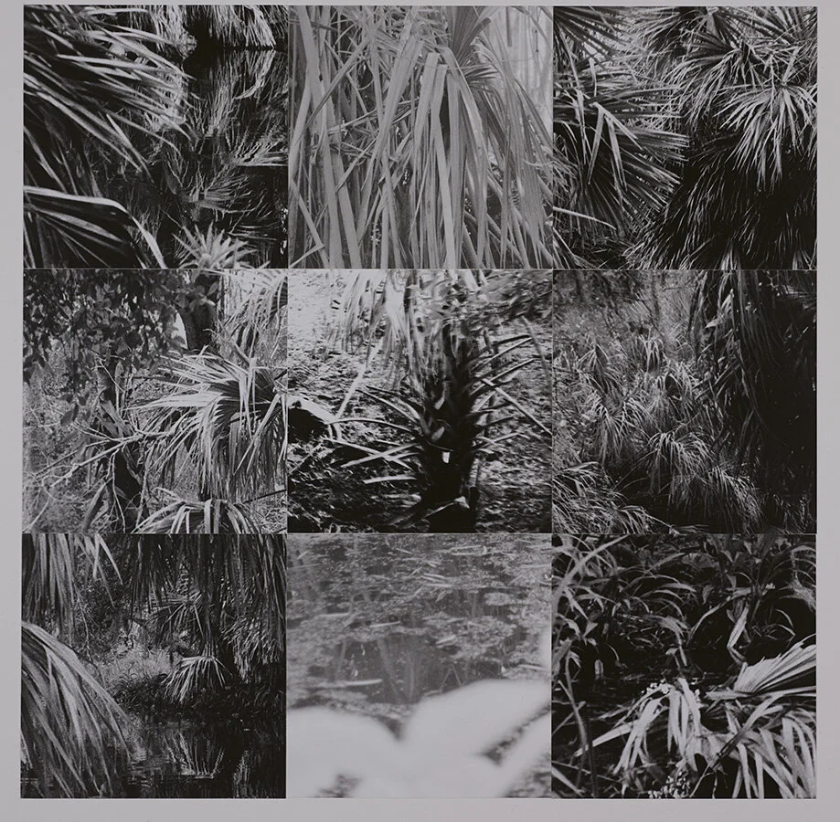 Palms_03.jpg