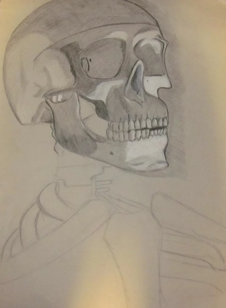 Skull Study, 2011